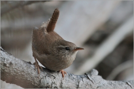 <p>STŘÍZLÍK OBECNÝ (Troglodytes troglodytes) ----- /Eurasian wren - Zaunköking/</p>